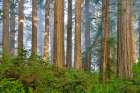 USA, California. Del Norte Redwoods State Park springtime with redwoods and rhododendrons Art Print